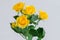 Yellow shrub rose on gray background