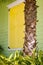 Yellow Shutters with Palm Trunk