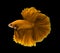 Yellow siamese fighting fish, Halfmoon betta fish isolated on bla