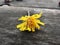 yellow Siberian field flower lies on the rough rough surface of an untreated Board