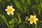 Yellow Siberian lily in a meadow