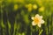 Yellow Siberian lily in a meadow