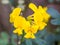 Yellow Sicilian wildflowers
