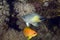 Yellow-side damselfish (amblyglyphidodon flav.)