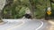 Yellow sign deer crossing in forest. Road trip, Yosemite, California wildlife.