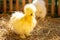 Yellow silkie chicken closed up portrait