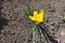 Yellow single flower of snow crocus