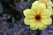 Yellow single flowered dahlia flower in close up