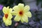 Yellow single flowered dahlia flower in close up