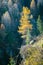 Yellow single larch tree on a cliff
