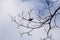 Yellow siskin on a branch