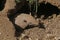 Yellow or Six-banded Armadillo, euphractus sexcinctus, Adult standing at Den Entrance