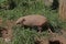 Yellow or Six-banded Armadillo, euphractus sexcinctus, Adult standing at Den Entrance