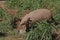 Yellow or Six-banded Armadillo, euphractus sexcinctus, Adult standing at Den Entrance