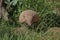 Yellow or Six-banded Armadillo, euphractus sexcinctus, Adult standing at Den Entrance