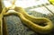 Yellow skin snake. Phyton. Animal. Reptile, textured, nature, wild, observation, conservation, rescue.