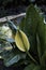 Yellow Skunk cabbage