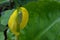 Yellow Skunk Cabbage