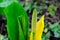 Yellow Skunk Cabbage Closeup