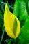 Yellow Skunk Cabbage Closeup