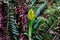 Yellow Skunk Cabbage flower in rainforest