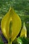 Yellow skunk cabbage flowers