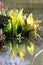 Yellow Skunk Cabbage Reflected in Water