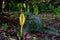 Yellow skunk cabbage or Swamp Lantern flowers and fern leaves in rain forest.