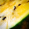 Yellow sliced â€‹â€‹watermelon close up