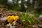 Yellow slime mold