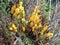 Yellow slime mold