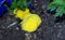 Yellow slime mold on black mulch in Missouri.