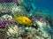 Yellow slingjaw wrasse (female)