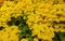 Yellow slipper flowers