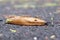 Yellow Slug - Limax flavus