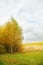 Yellow small birches on edge of forest and meadow