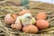 Yellow small chick with shell