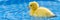 Yellow small cute duckling in swimming pool. Duckling swimming in crystal clear blue water sunny summer day