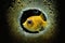 yellow small fish with large eyes in outer space aquarium fish in space