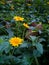 Yellow small flowers bloom in spring