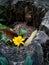 Yellow small flowers bloom in spring with dead wood