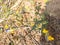 Yellow small flowers tiny fresh flowers  bud flower in the garden in daylight