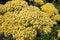 Yellow small fower clusters of stiff-leaved goldenrod Solidago rigida