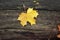 Yellow small maple leaf on wooden background