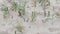 Yellow small Tansy blooming flowers in sand macro