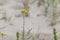 Yellow small Tansy blooming flowers in sand macro