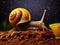 Yellow Snail