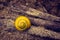 Yellow Snail