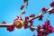 Yellow snail on a blossoming tree branch. fruit tree with unblown flowers and a snail