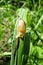 Yellow snail on green grass, Lithuania